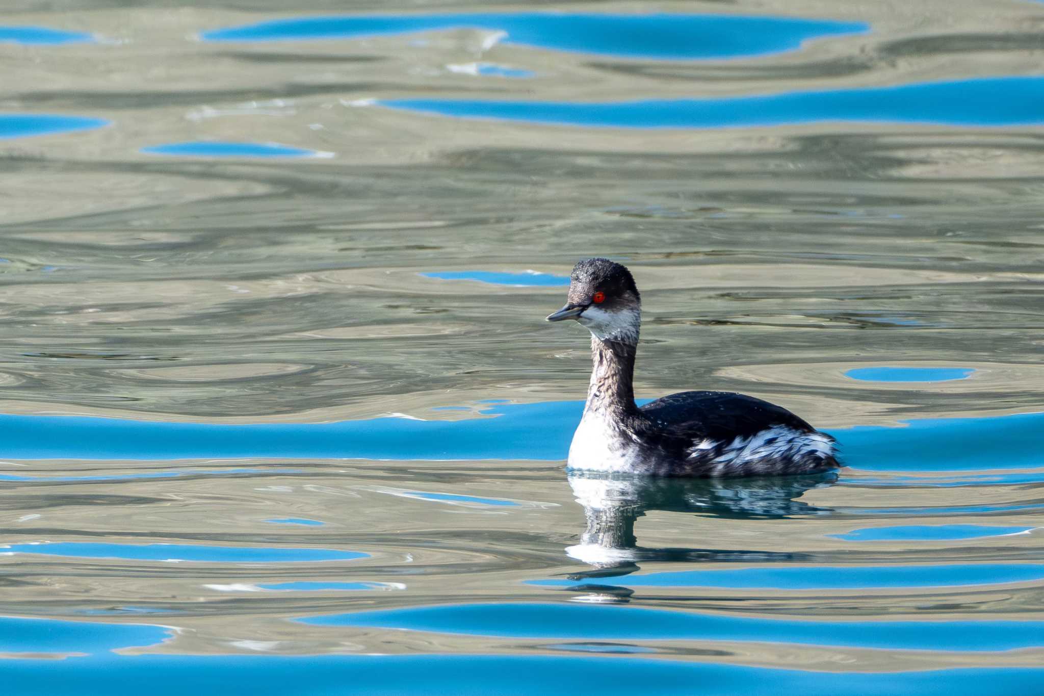 銚子漁港 ハジロカイツブリの写真 by MNB EBSW