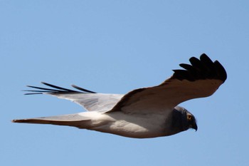 Hen Harrier 夏目の堰 (八丁堰) Mon, 2/12/2024