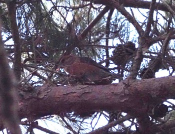 Red Crossbill 六甲山 Mon, 2/12/2024