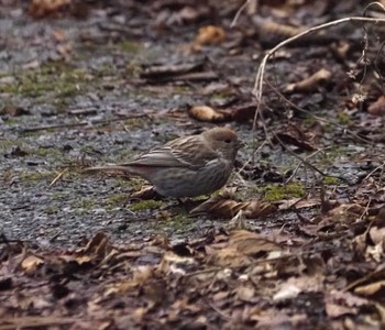 Pallas's Rosefinch 六甲山 Mon, 2/12/2024