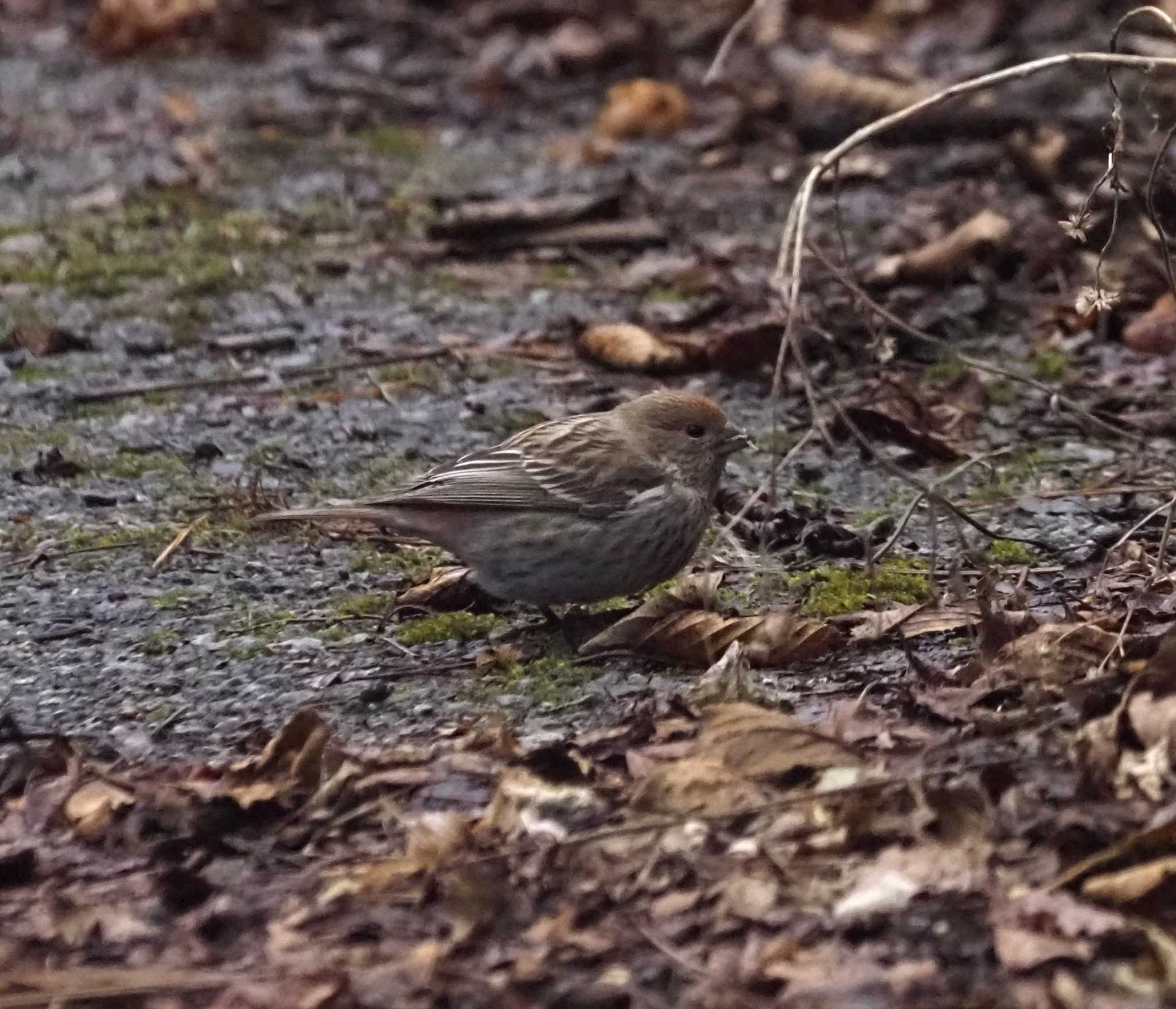 Photo of Pallas's Rosefinch at 六甲山 by マル