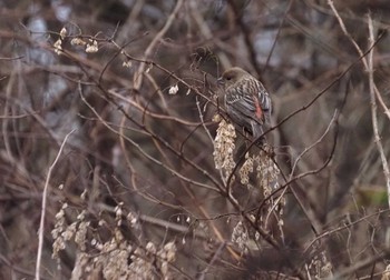 Pallas's Rosefinch 六甲山 Mon, 2/12/2024