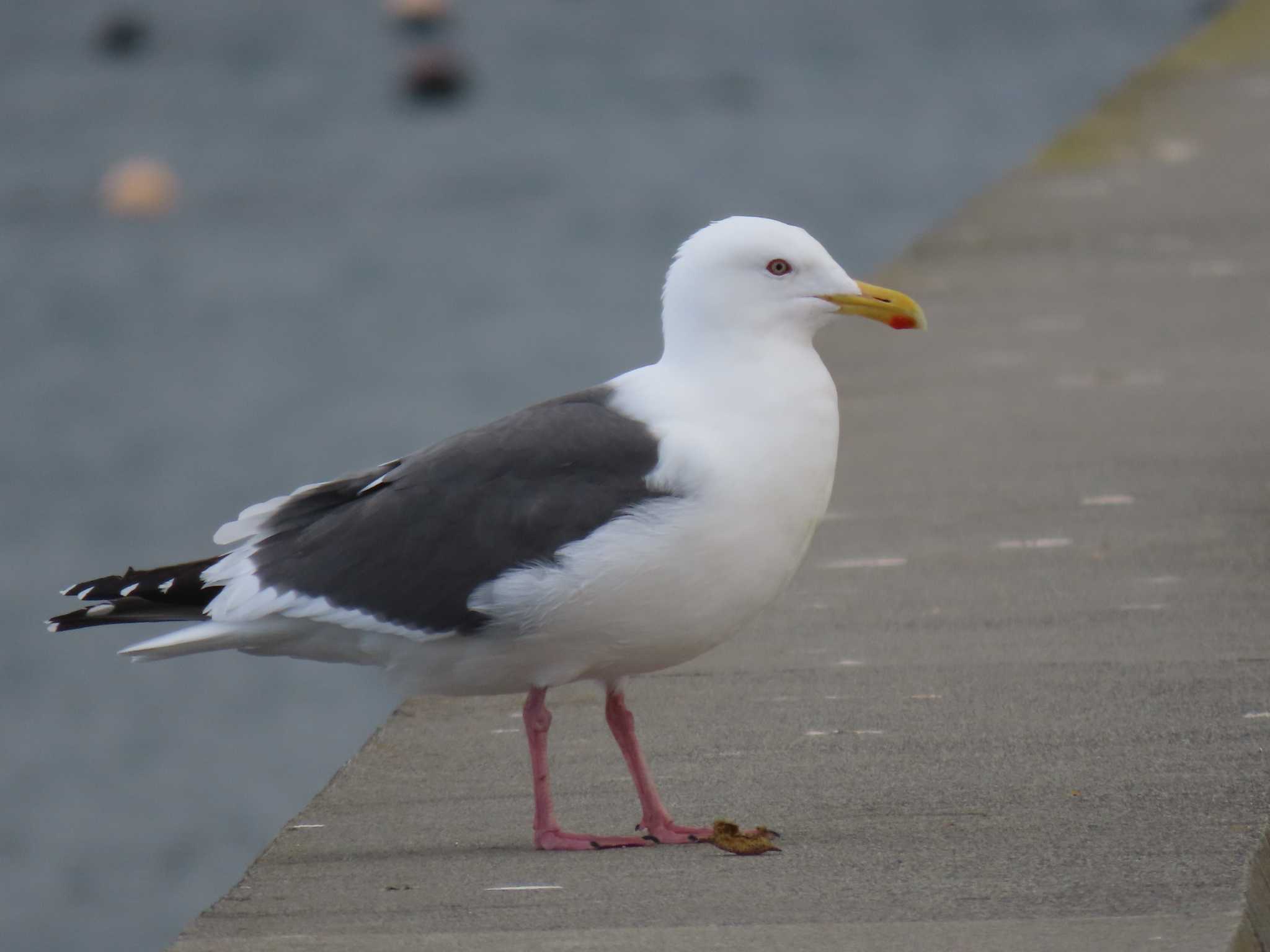 Vega Gull