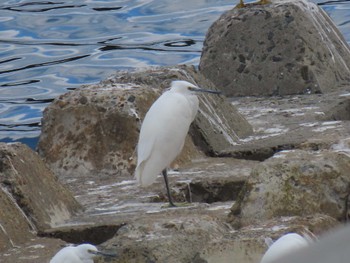 Little Egret 志津川湾 Thu, 2/8/2024