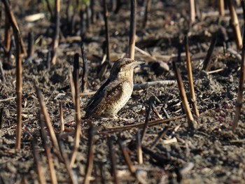 Eurasian Wryneck 桜草公園 Mon, 2/12/2024