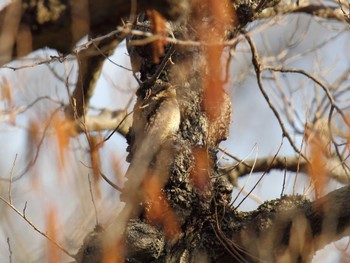 Eurasian Wryneck 桜草公園 Mon, 2/12/2024