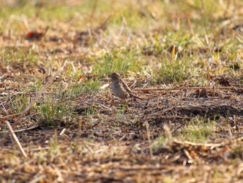 Eurasian Wryneck 桜草公園 Mon, 2/12/2024