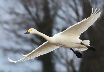 Tundra Swan 滋賀県湖北 Sat, 2/10/2024