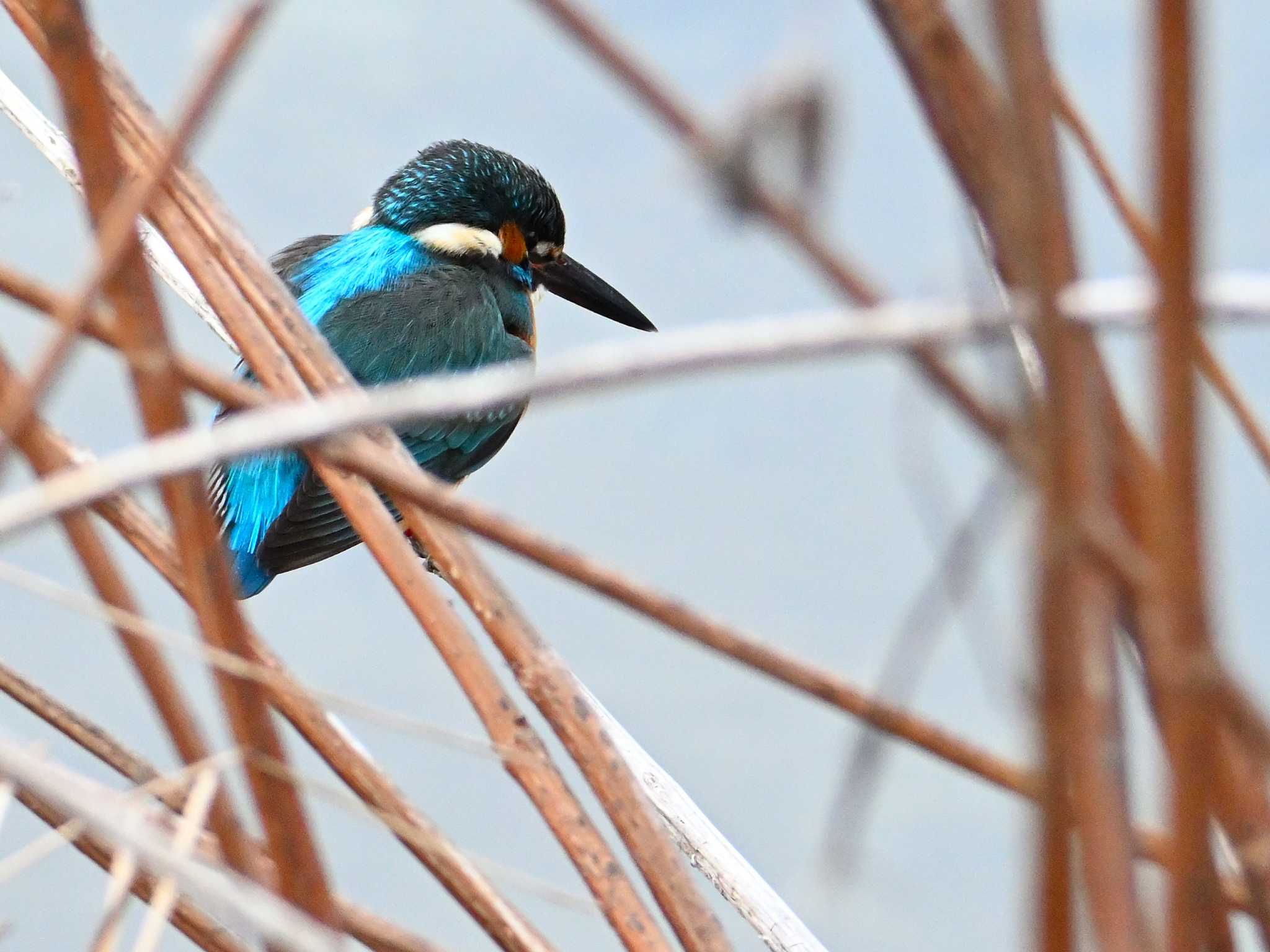 Common Kingfisher