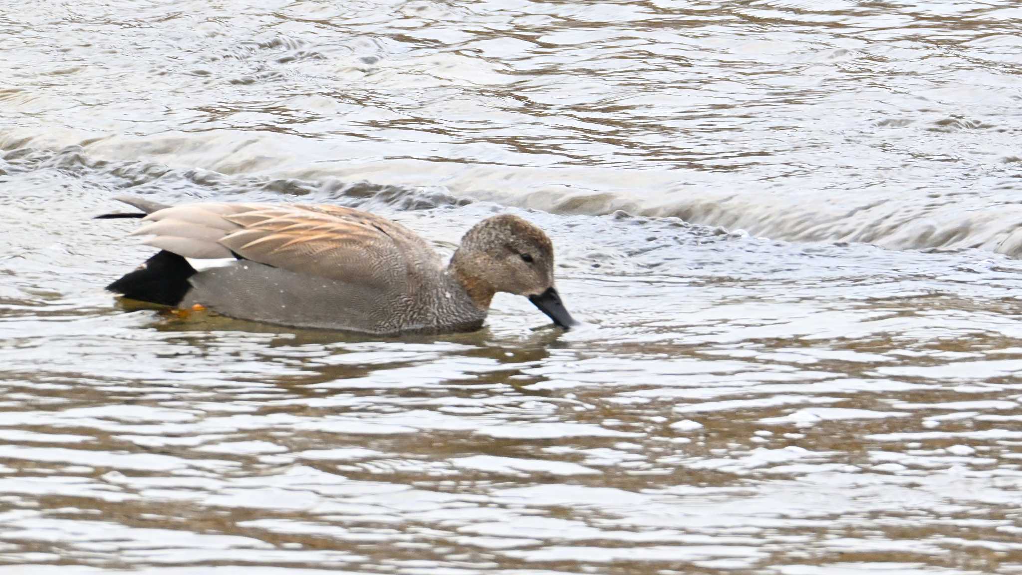 Gadwall