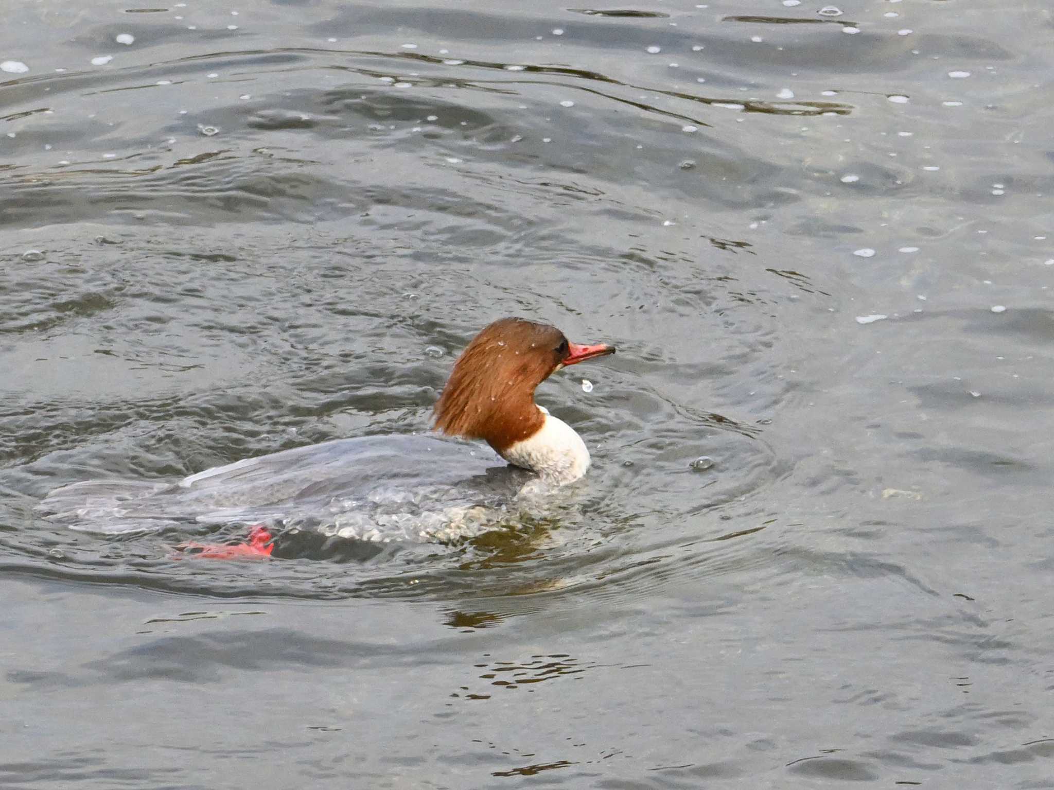 Common Merganser