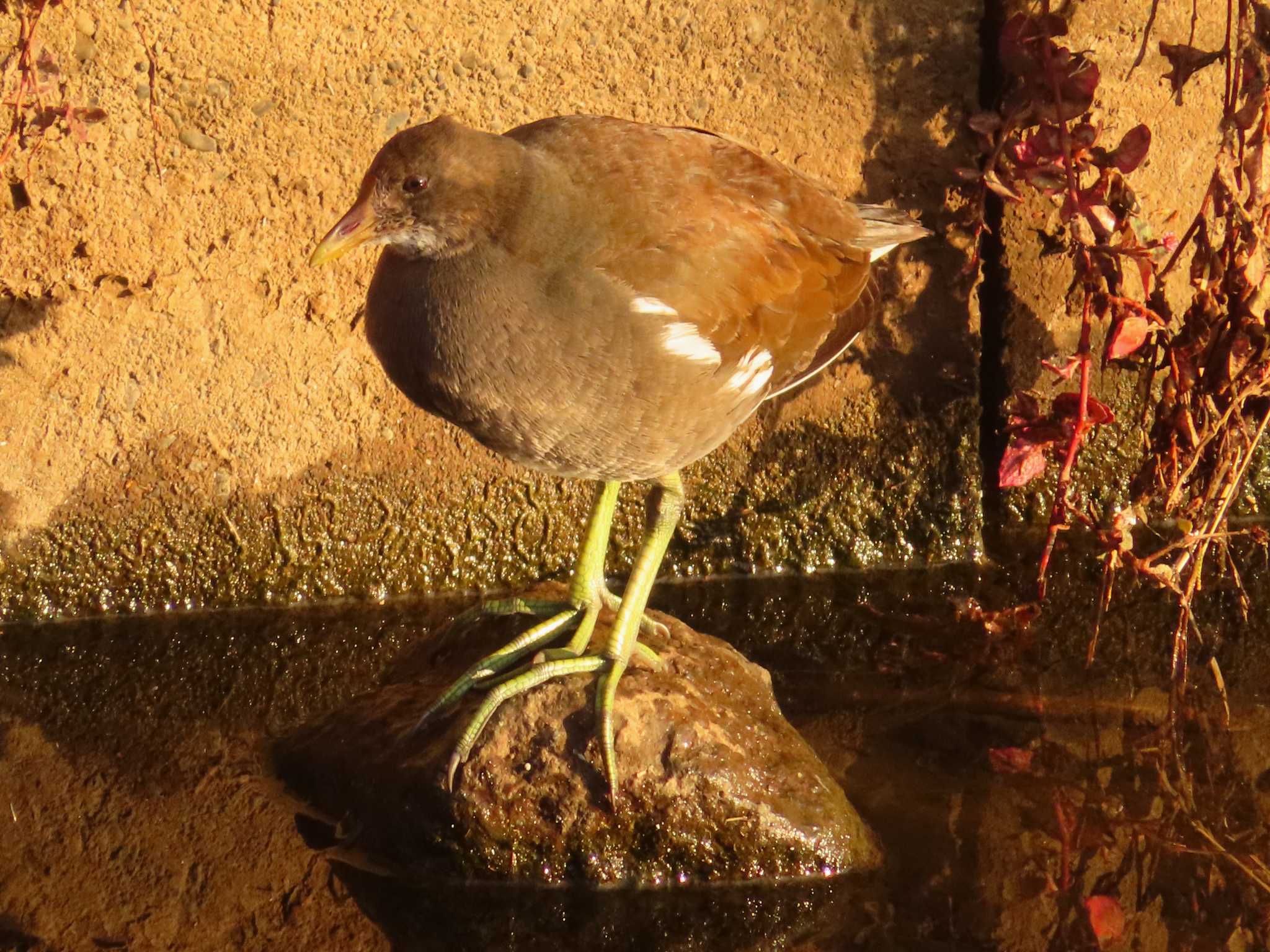 Common Moorhen