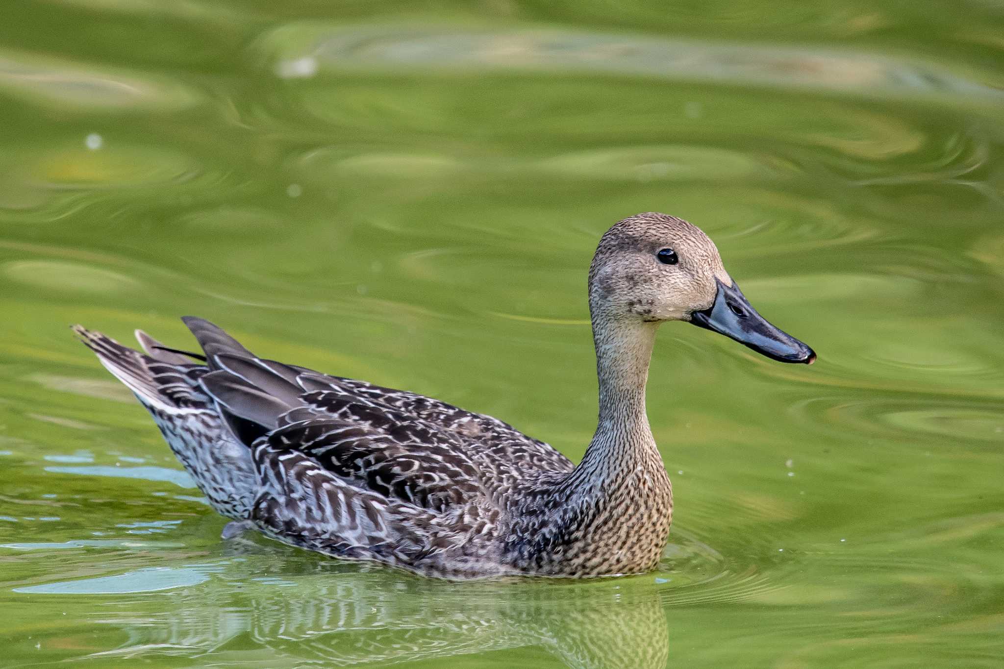 明石公園 オナガガモの写真 by ときのたまお