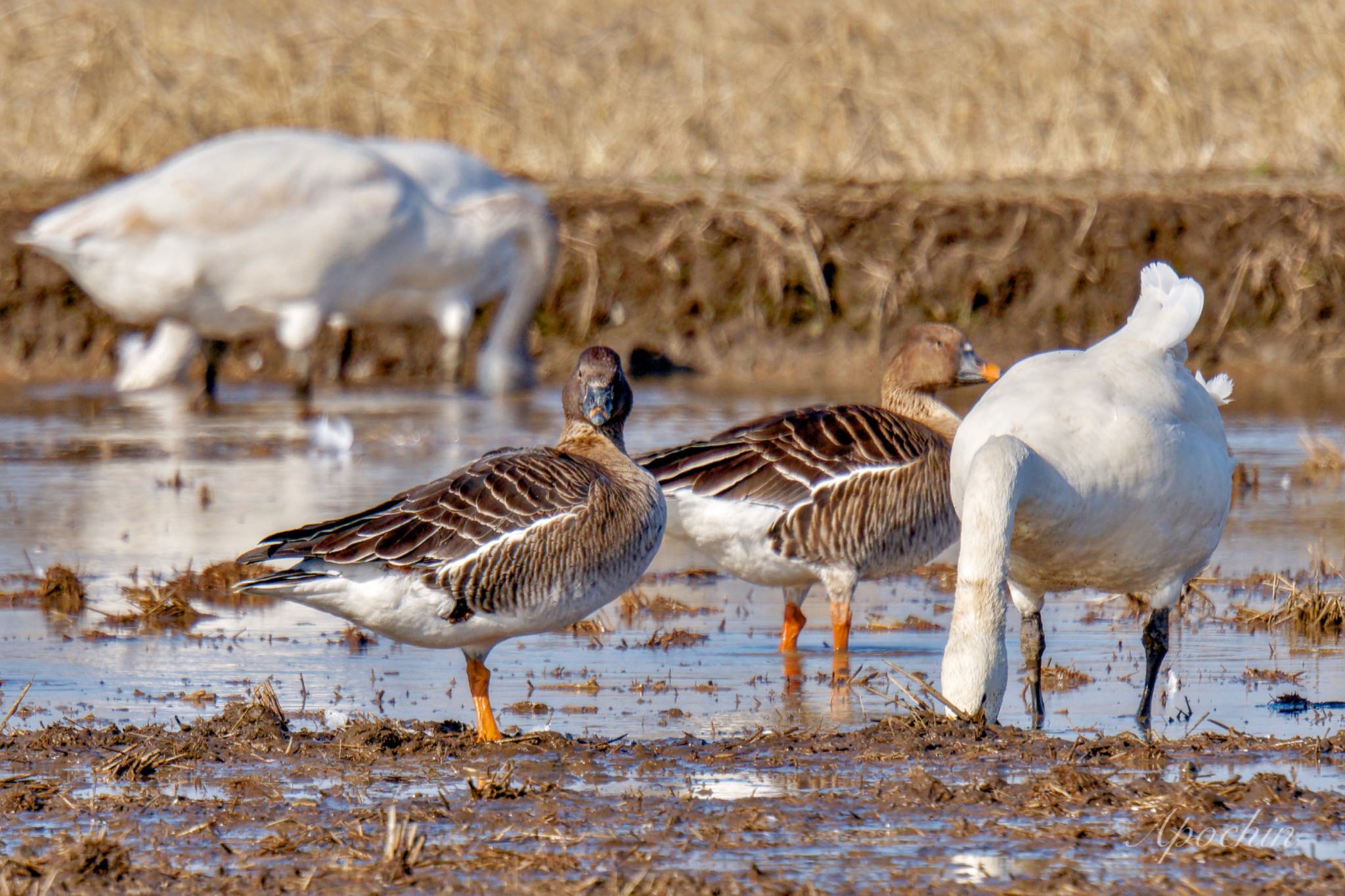 Photo of Tundra Bean Goose at 夏目の堰 (八丁堰) by アポちん