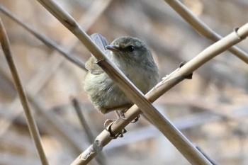 ウグイス 葛西臨海公園 2024年2月11日(日)