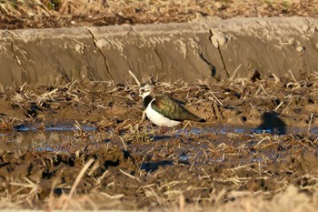 Northern Lapwing 愛知県愛西市立田町 Mon, 2/12/2024