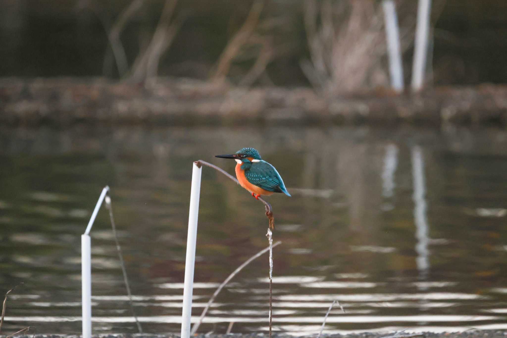 Photo of Common Kingfisher at 愛知県愛西市 by ベルサス