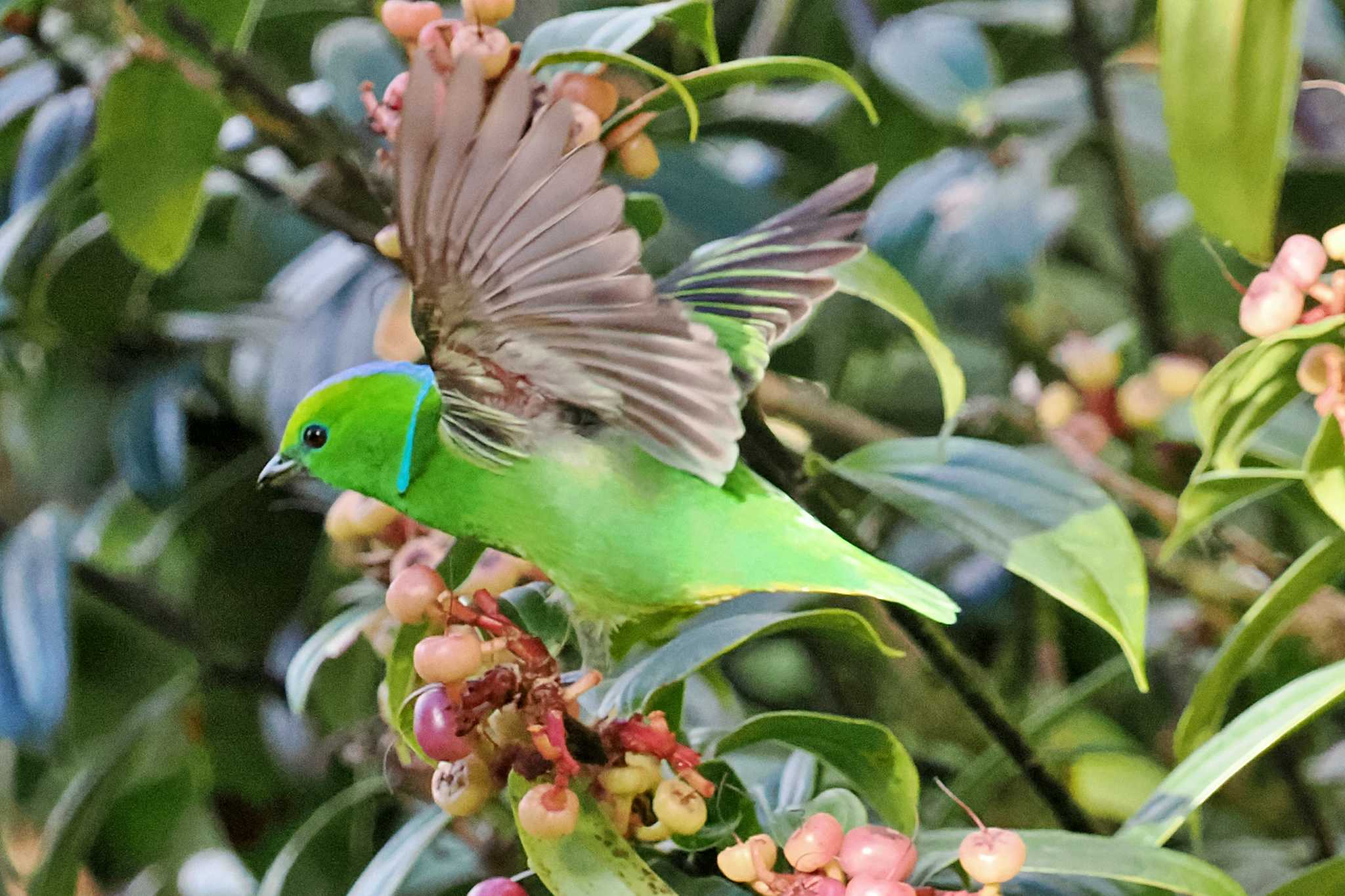 San Gerardo De Dota (Costa Rica) アオボウシミドリフウキンチョウの写真 by 藤原奏冥