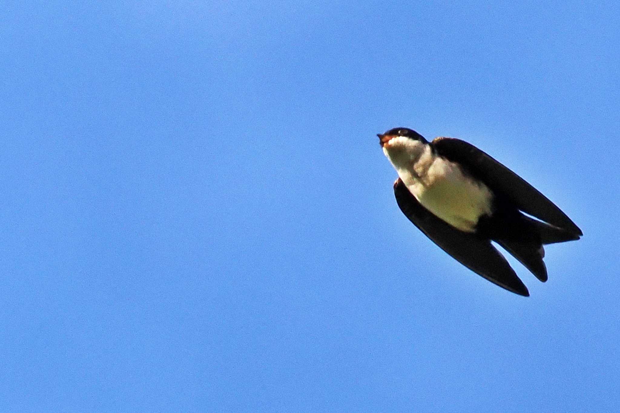 Photo of Blue-and-white Swallow at San Gerardo De Dota (Costa Rica) by 藤原奏冥