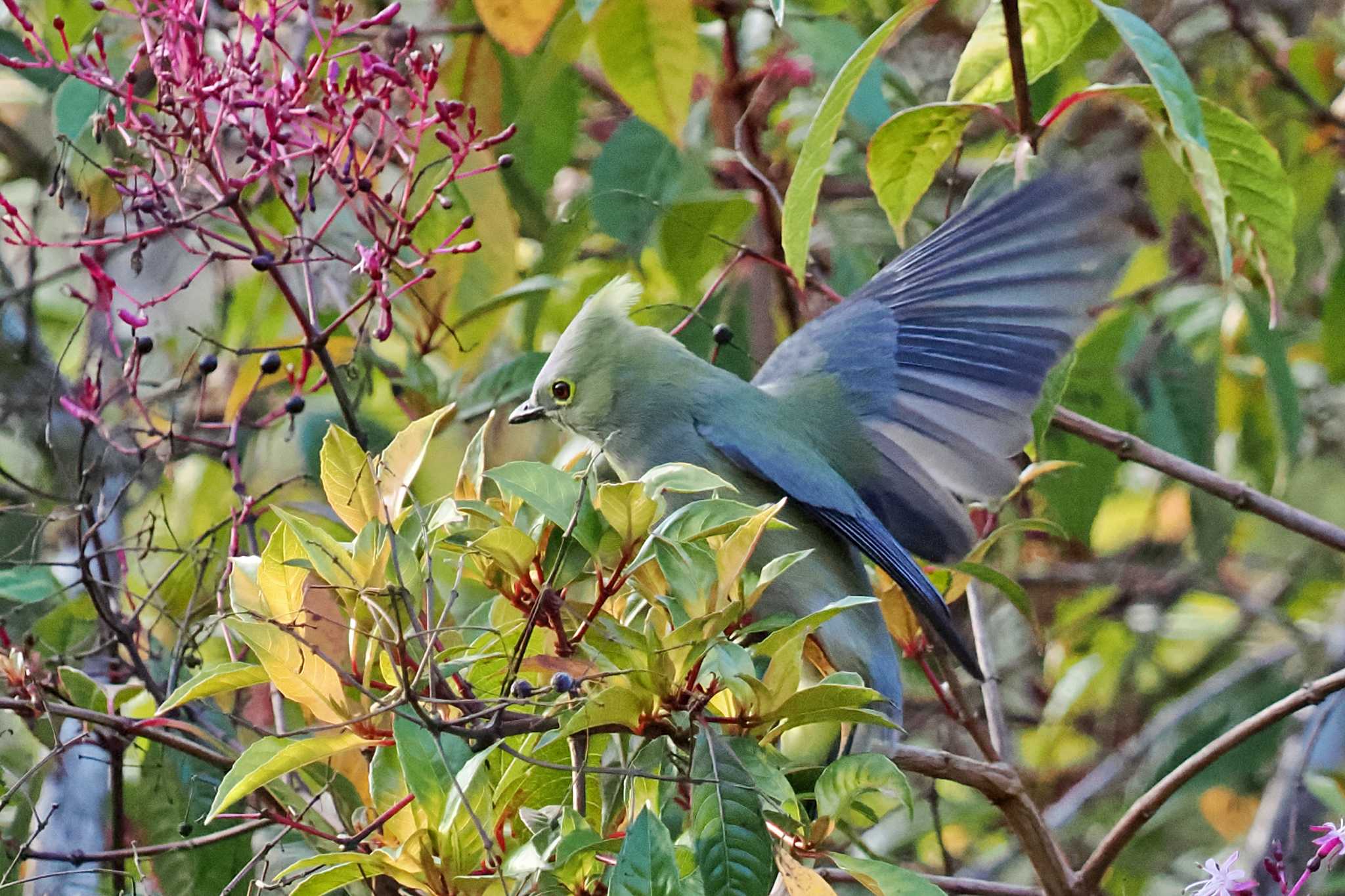 Photo of Long-tailed Silky-flycatcher at Pierella Ecological Garden(Costa Rica) by 藤原奏冥