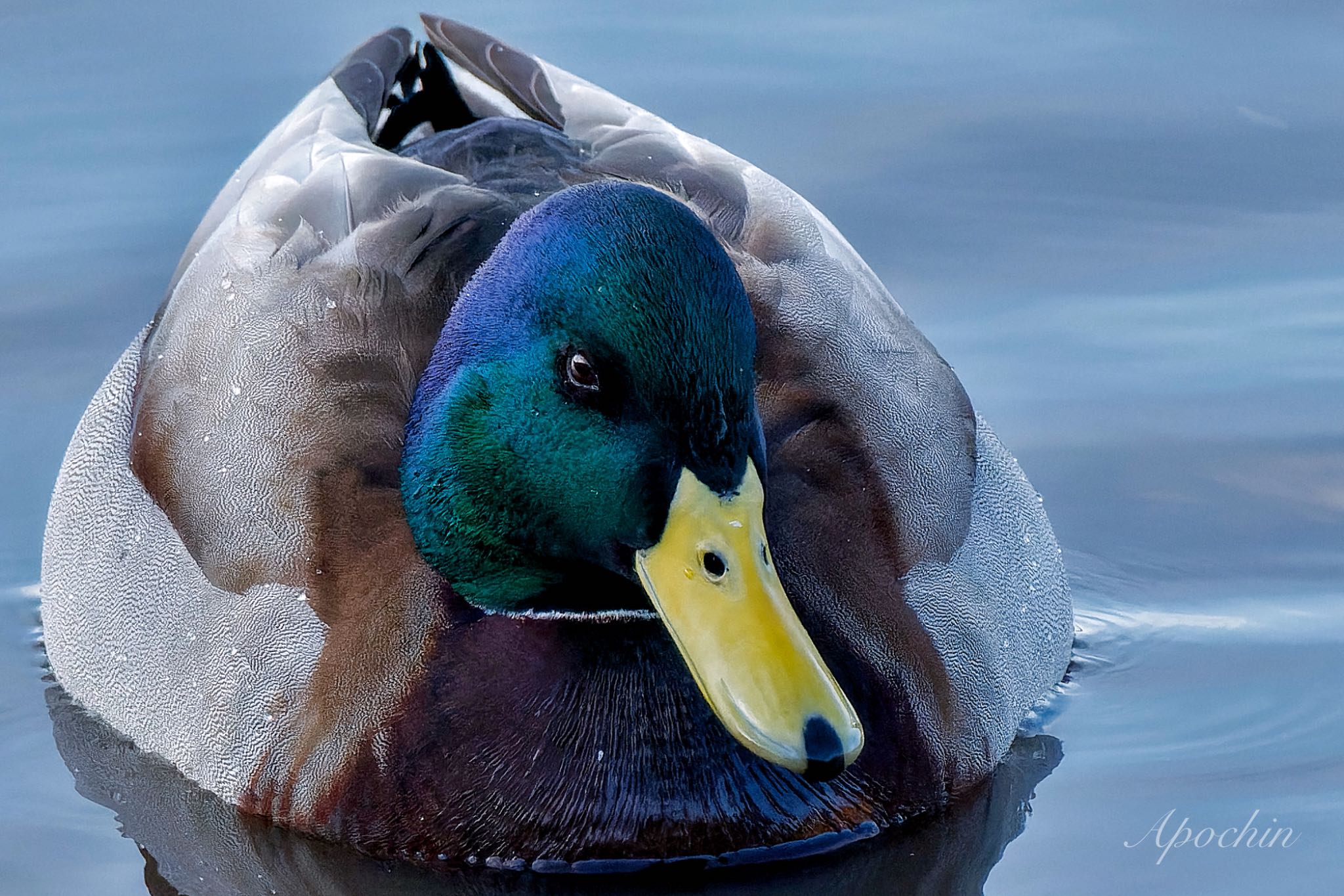 Photo of Mallard at 夏目の堰 (八丁堰) by アポちん