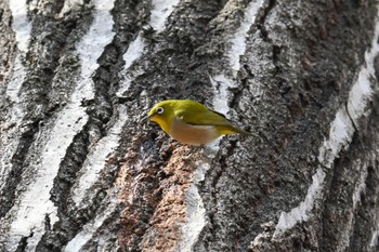 Warbling White-eye 花見山公園 Mon, 2/12/2024