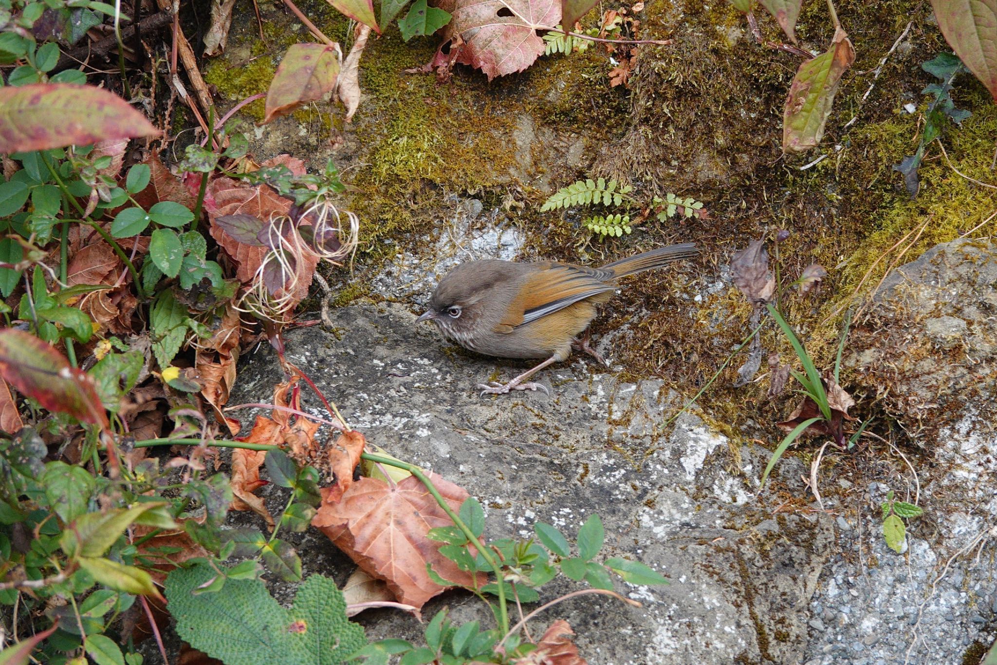 Grey-hooded Fulvetta