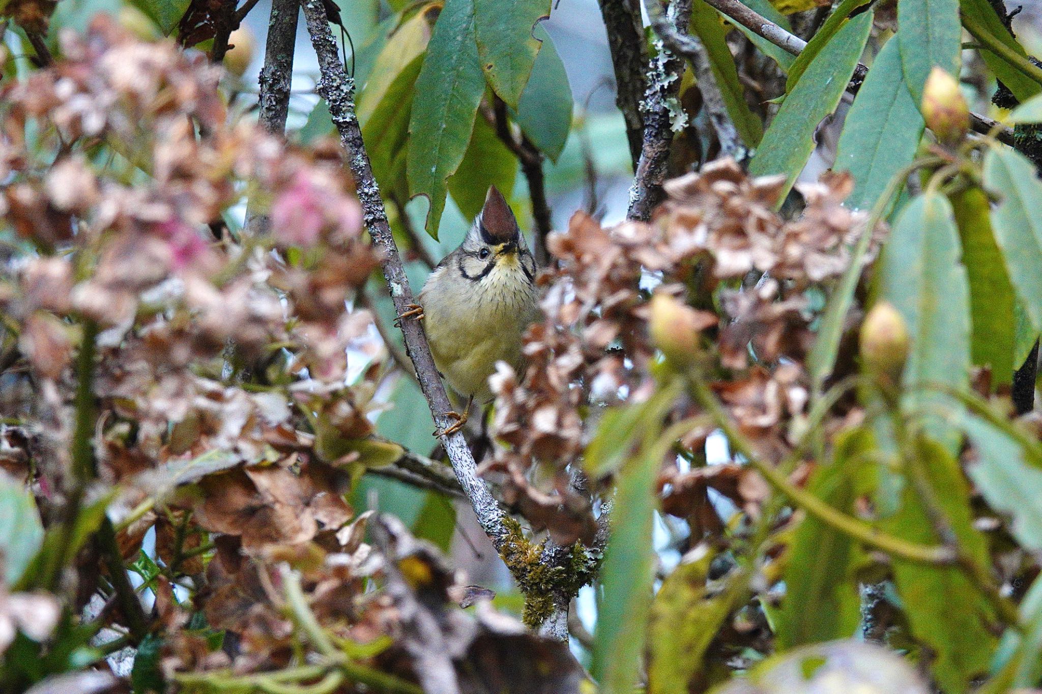 Taiwan Yuhina