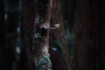 Rufous-faced Warbler 阿里山国家森林遊楽区 Thu, 1/25/2024