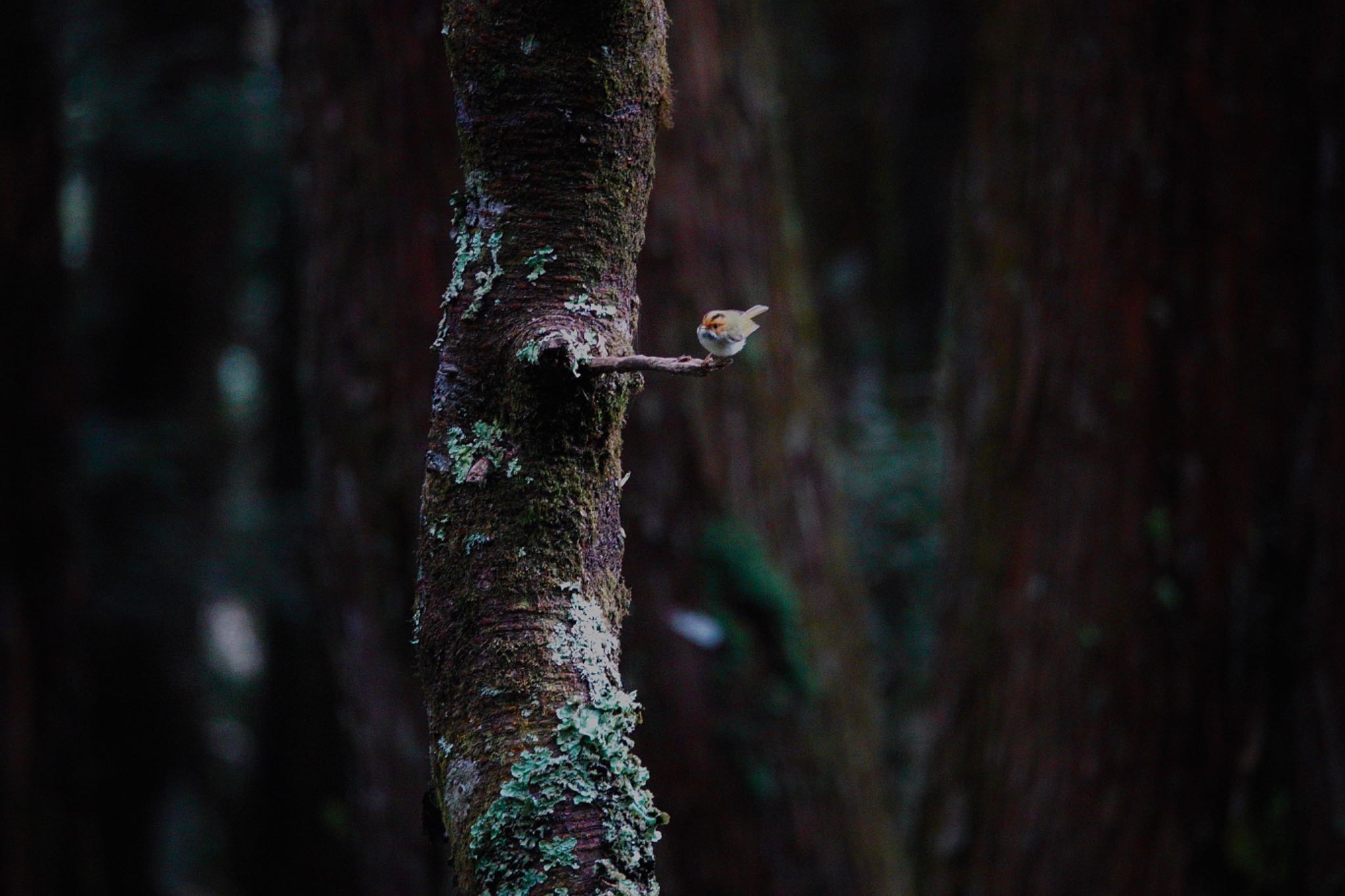 Rufous-faced Warbler