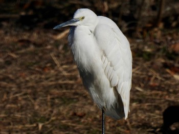 2024年1月27日(土) 水元公園の野鳥観察記録