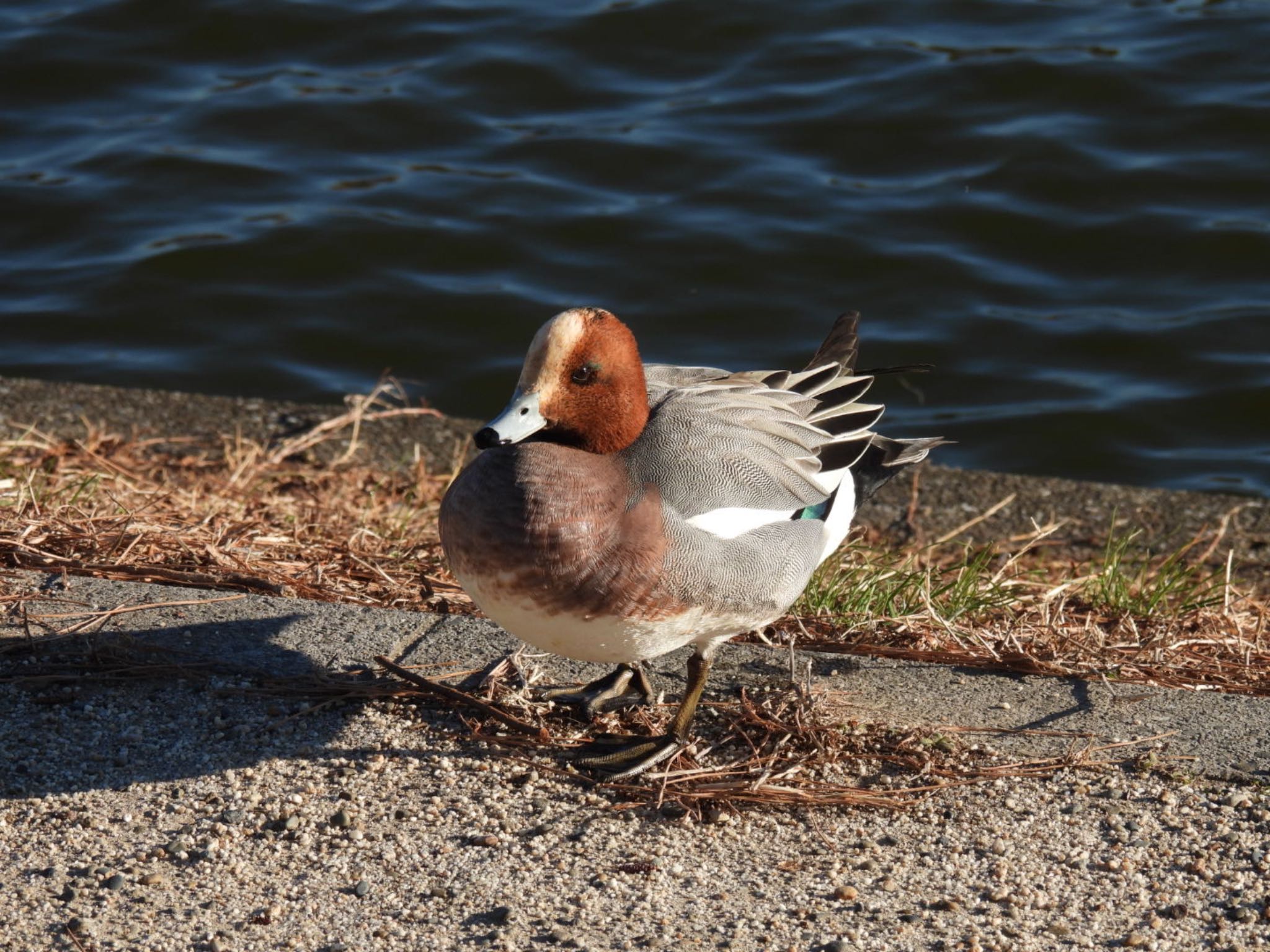 水元公園 ヒドリガモの写真 by K