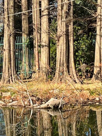 Unknown Species 別所沼公園(埼玉県) Tue, 2/13/2024