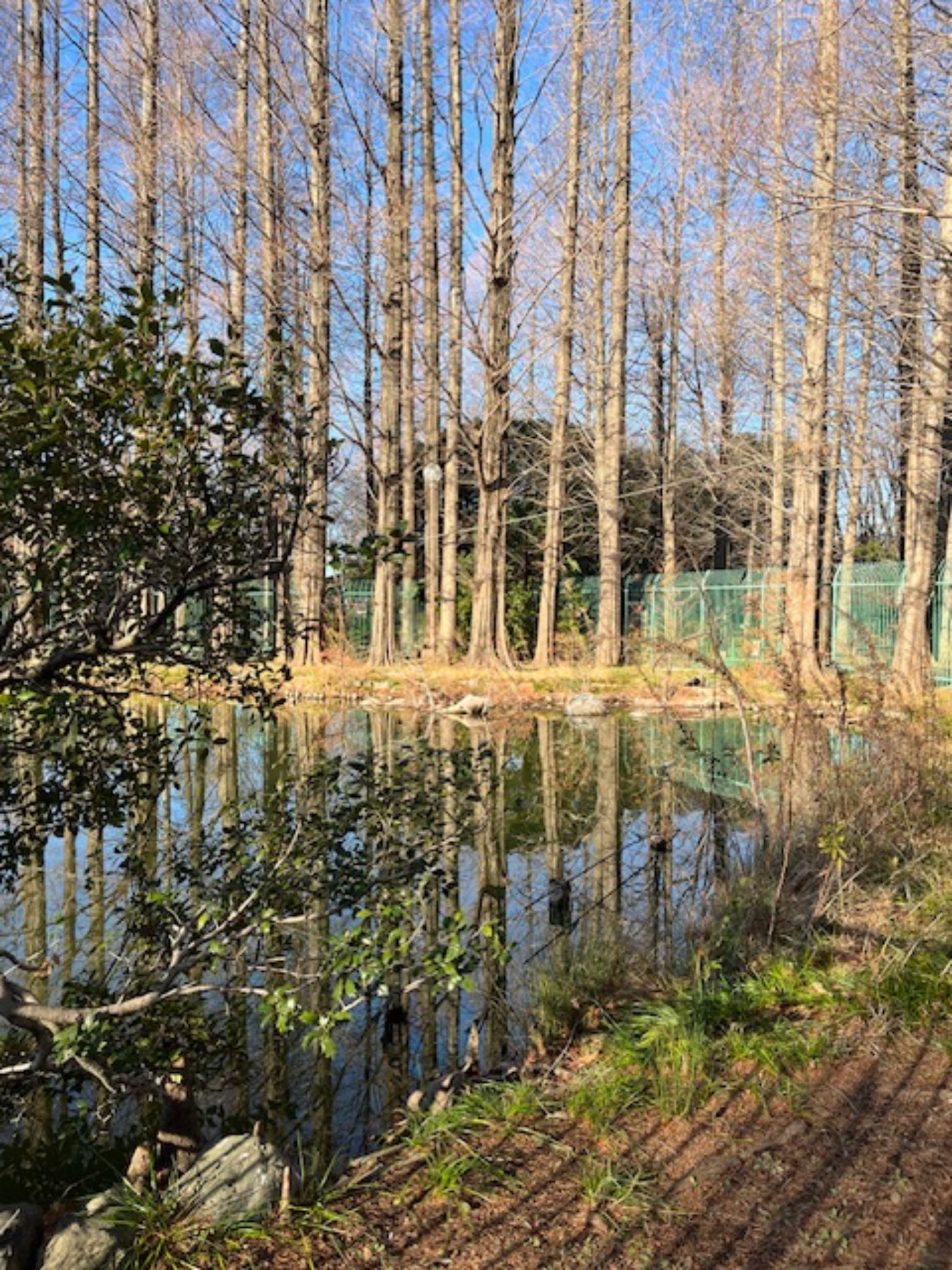 緑少ないですが水面が広がっているので、抜け感があってほっとする公園です by とりママけいちゃん（アカウント3572）