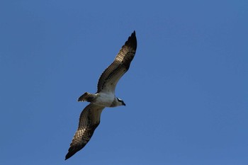 2018年11月23日(金) 五主海岸の野鳥観察記録