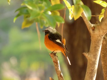 Daurian Redstart Koyaike Park Mon, 2/12/2024