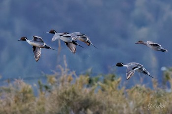 オナガガモ 夏目の堰 (八丁堰) 2024年2月10日(土)