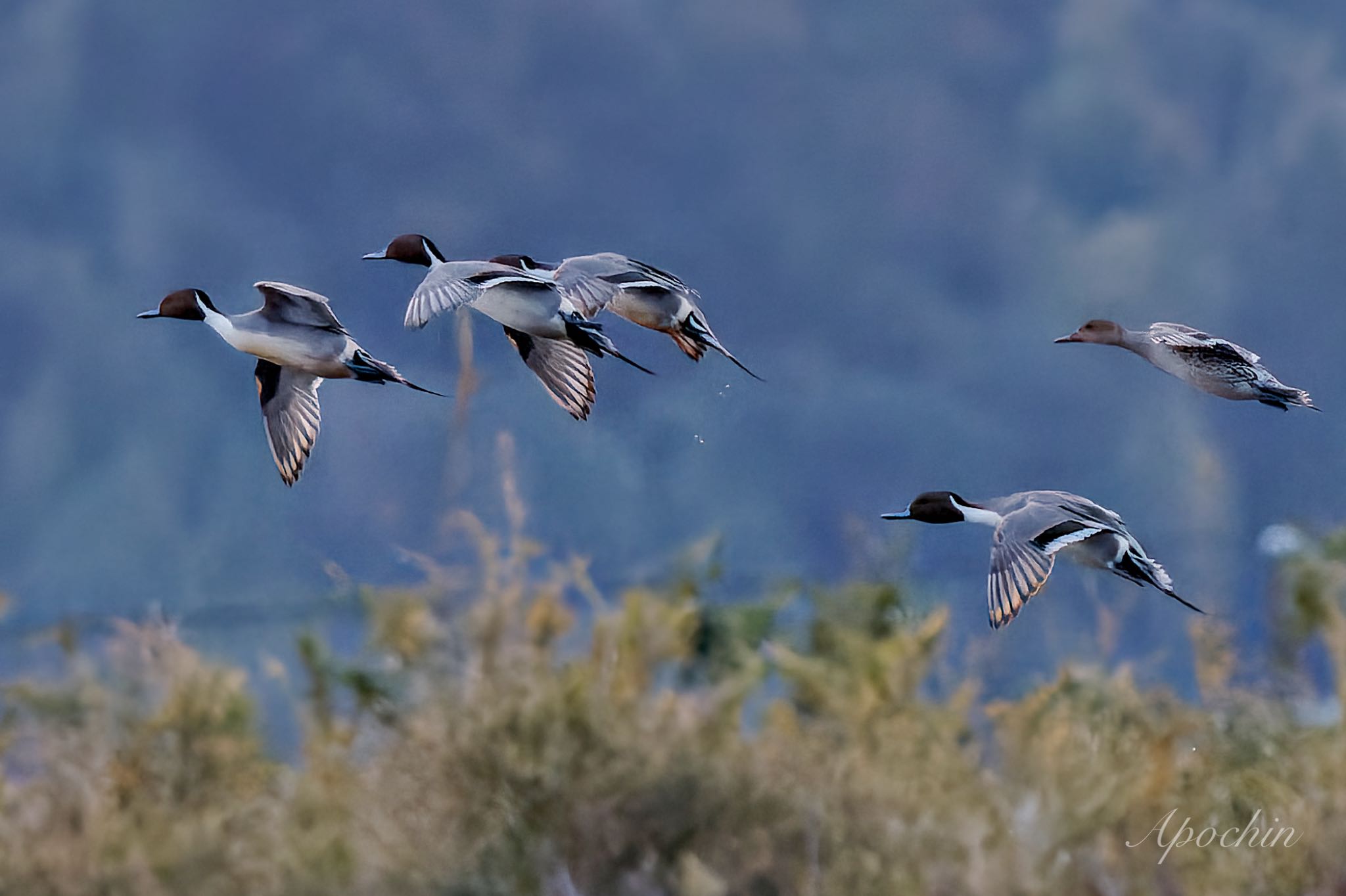 Northern Pintail