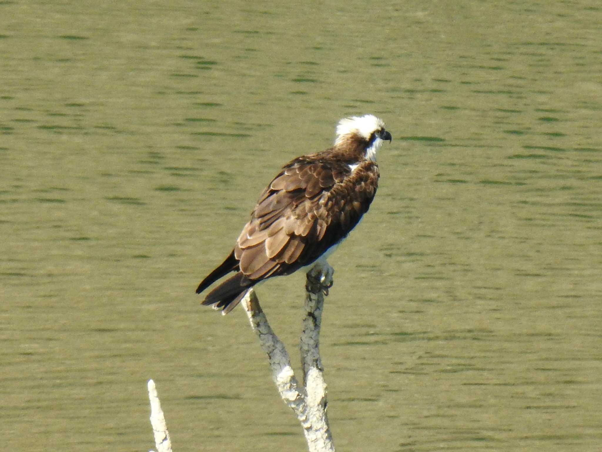 Photo of Osprey at Hayatogawa Forest Road by AMEMIYASATO