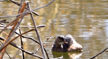 Little Grebe 桶ケ谷沼 Sun, 1/28/2024