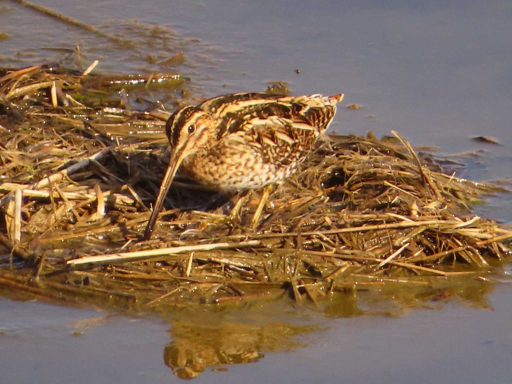 Common Snipe