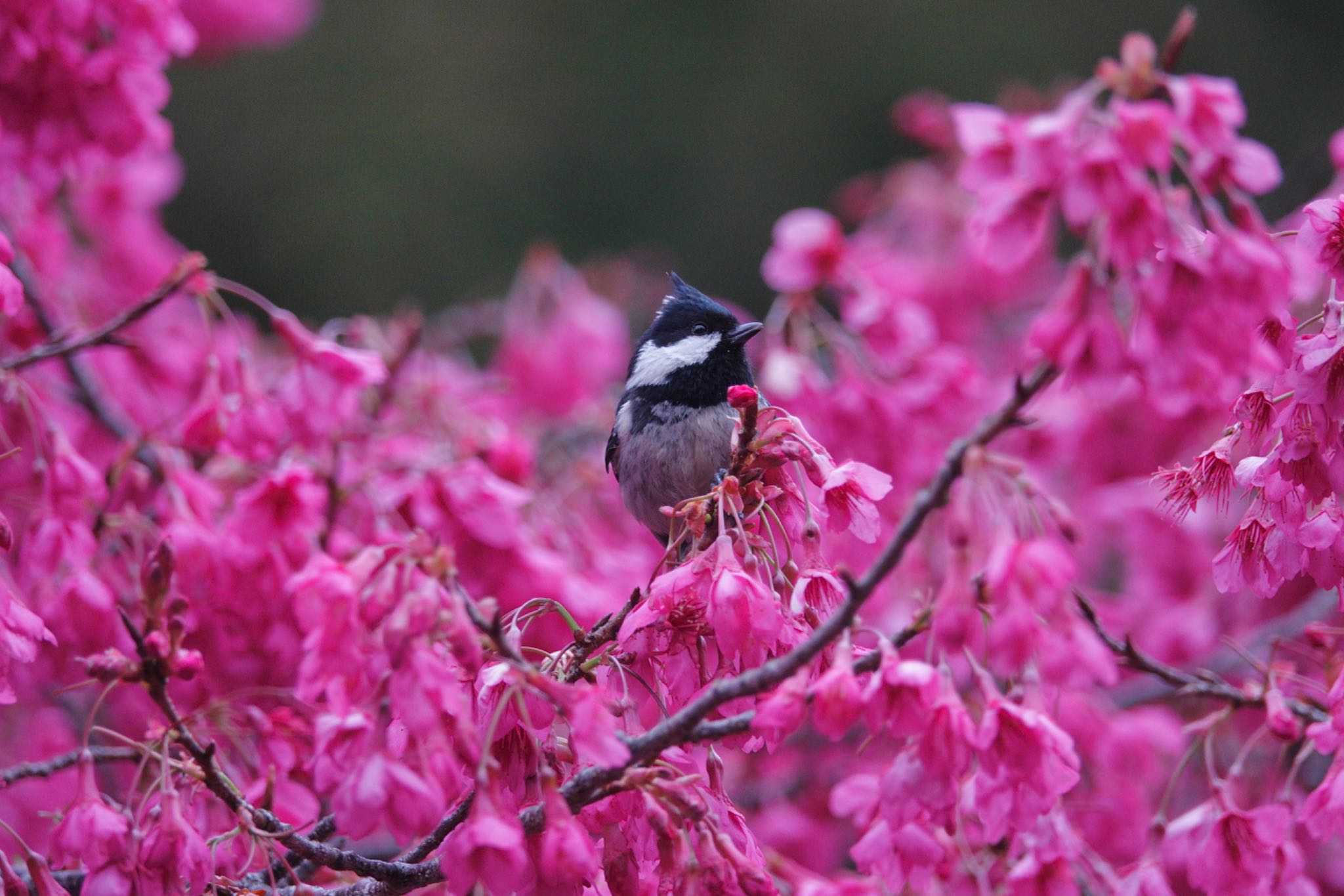 Coal Tit