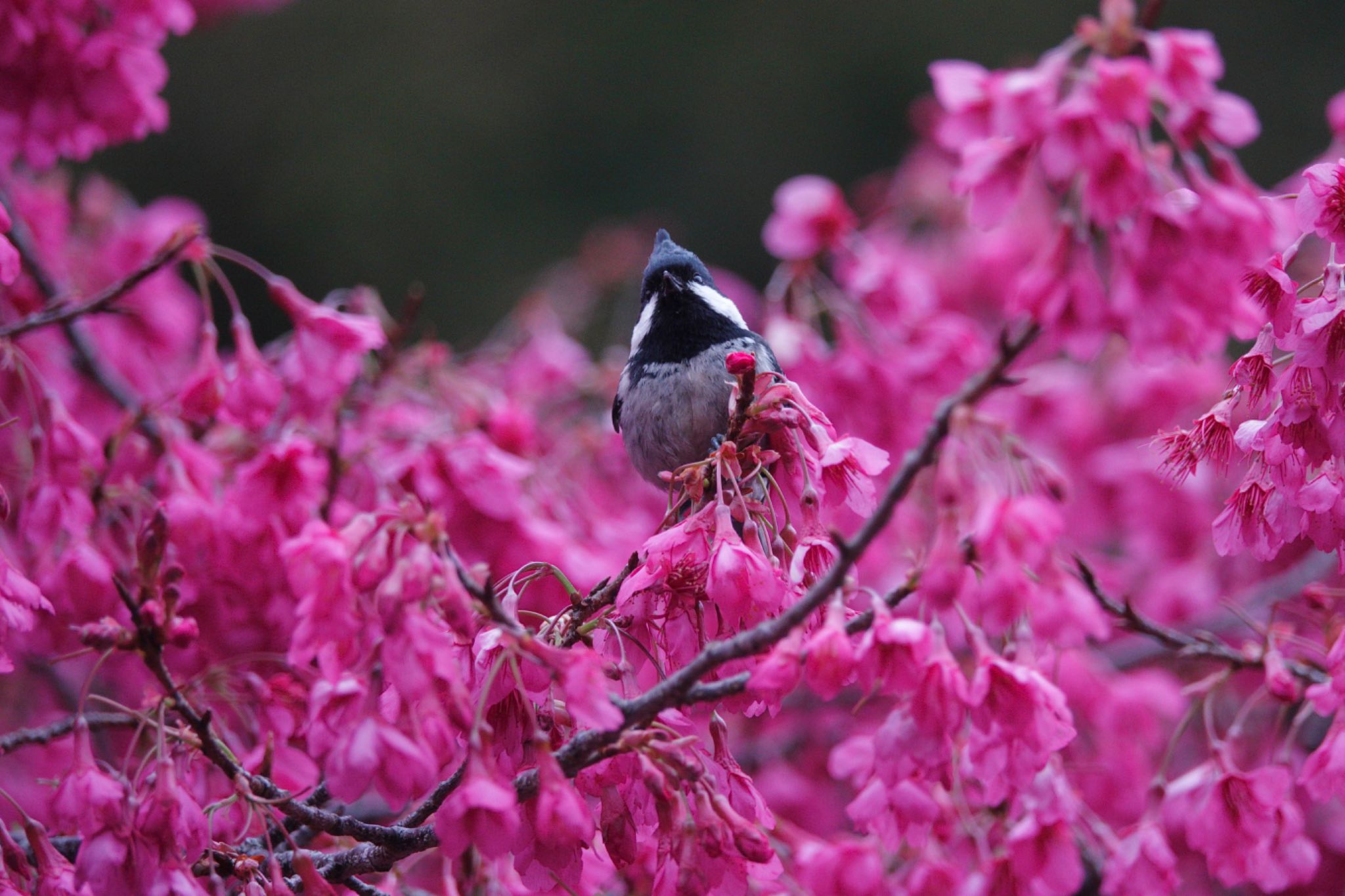 Coal Tit