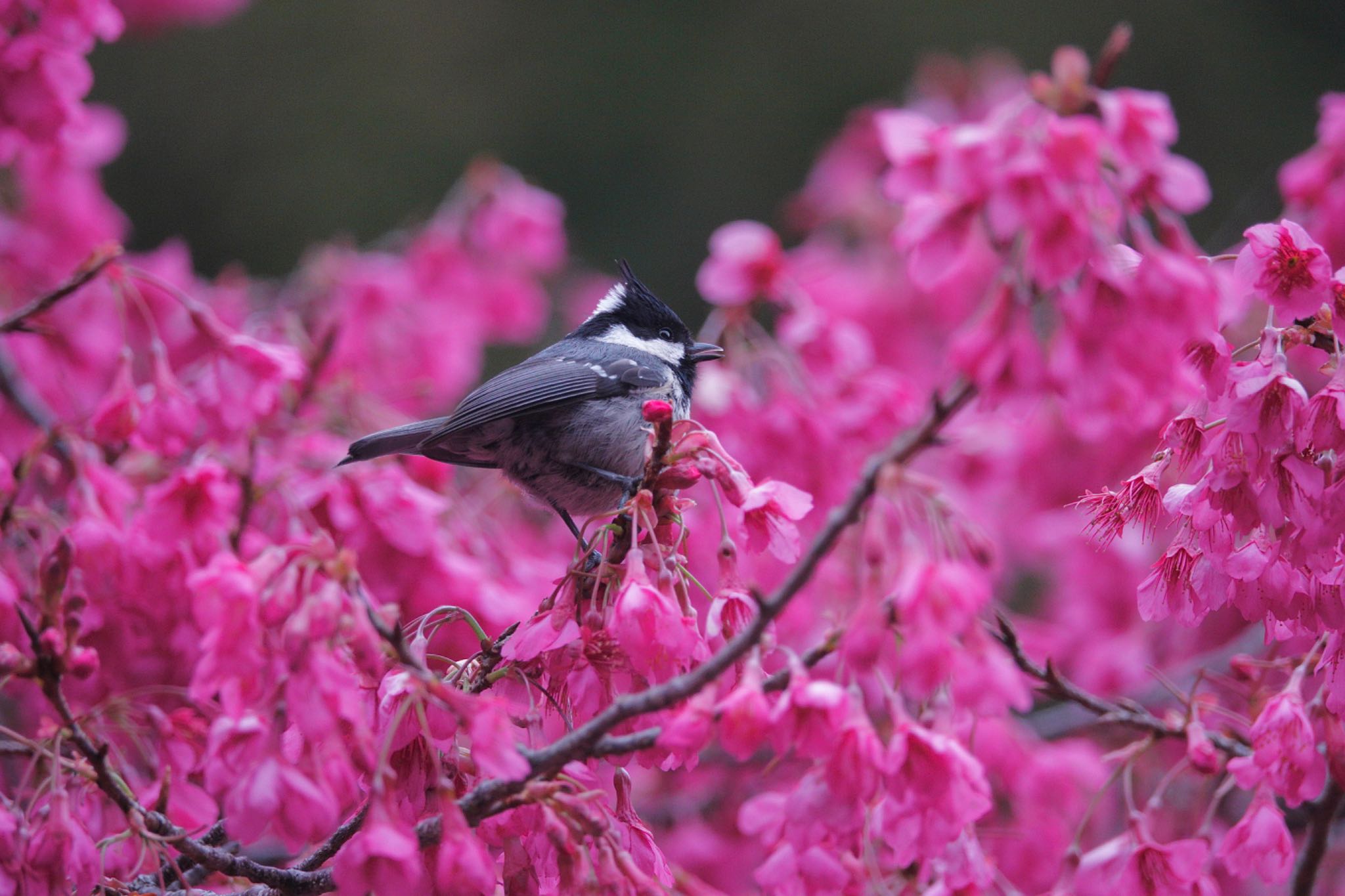 Photo of Coal Tit at 阿里山国家森林遊楽区 by のどか