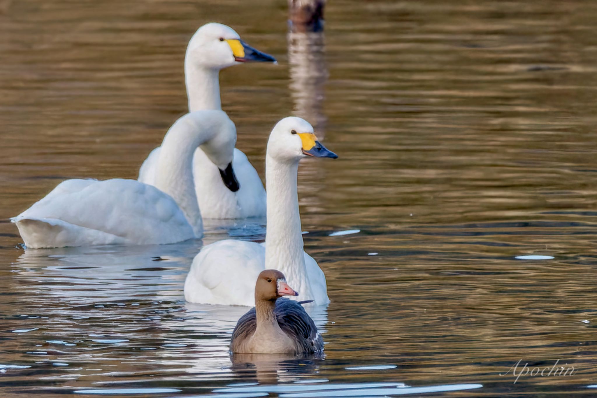 Greater White-fronted Goose