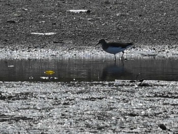 クサシギ 江津湖 2024年2月13日(火)