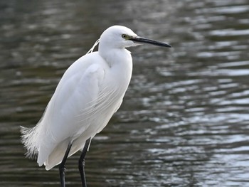 コサギ 江津湖 2024年2月13日(火)