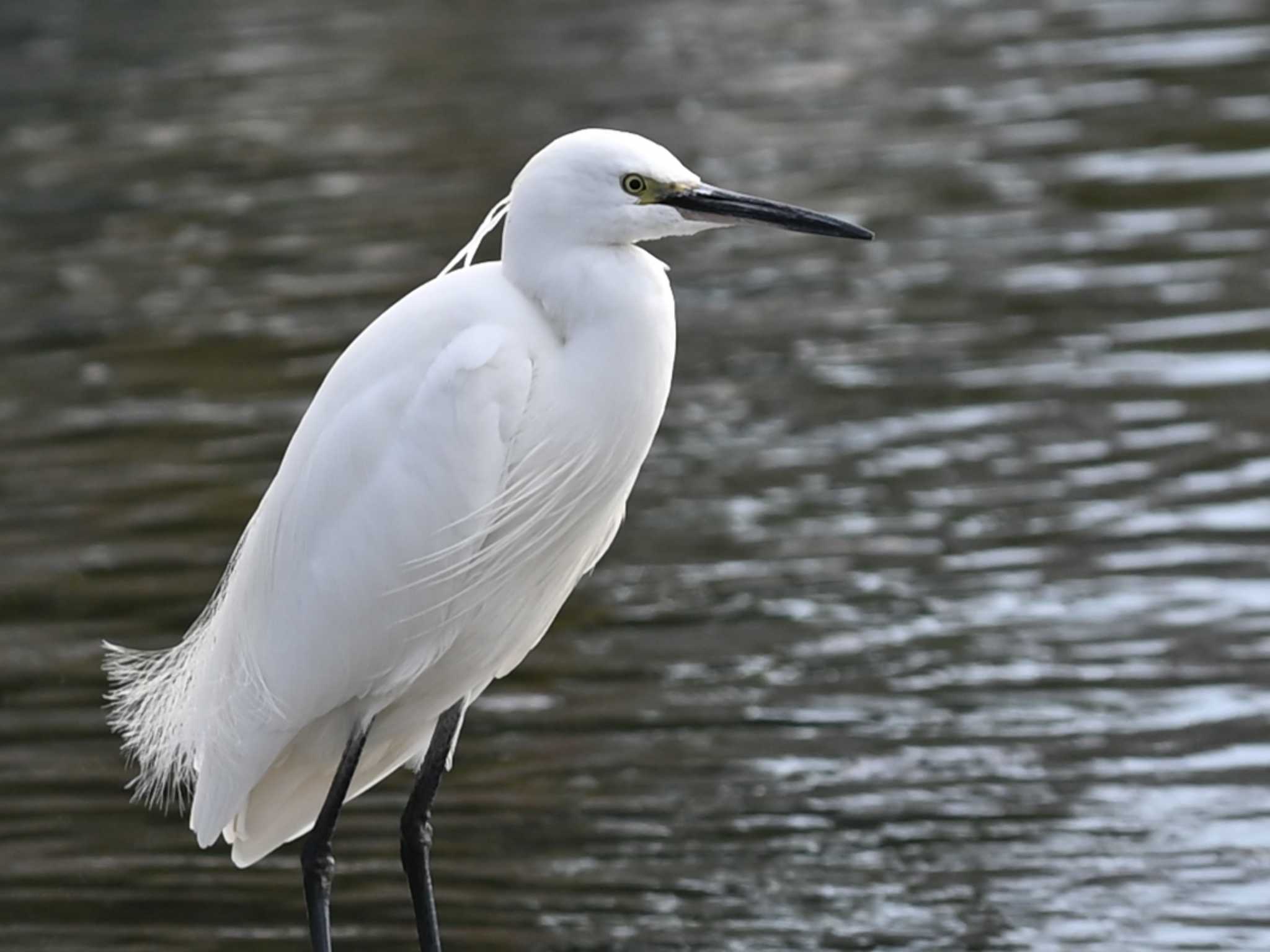 Photo of Little Egret at 江津湖 by jo6ehm