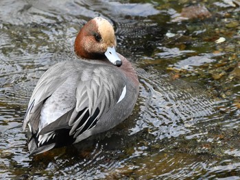 Eurasian Wigeon 江津湖 Tue, 2/13/2024