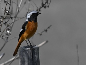 Daurian Redstart 江津湖 Tue, 2/13/2024